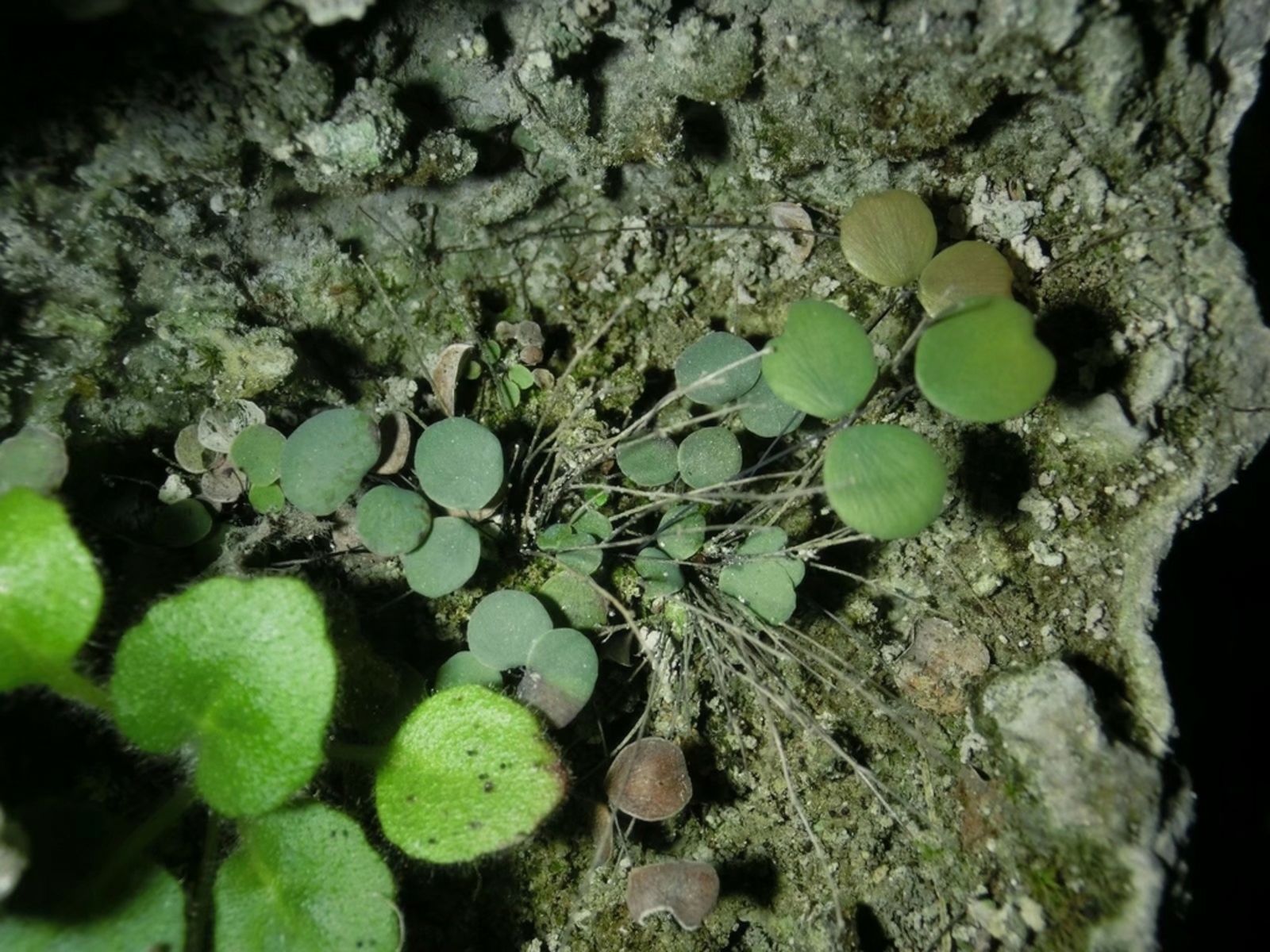 Adiantum gravesii